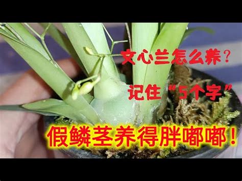 文心蘭風水|【文心蘭 風水】文心蘭風水養護大揭密！輕鬆擁有幸運之花